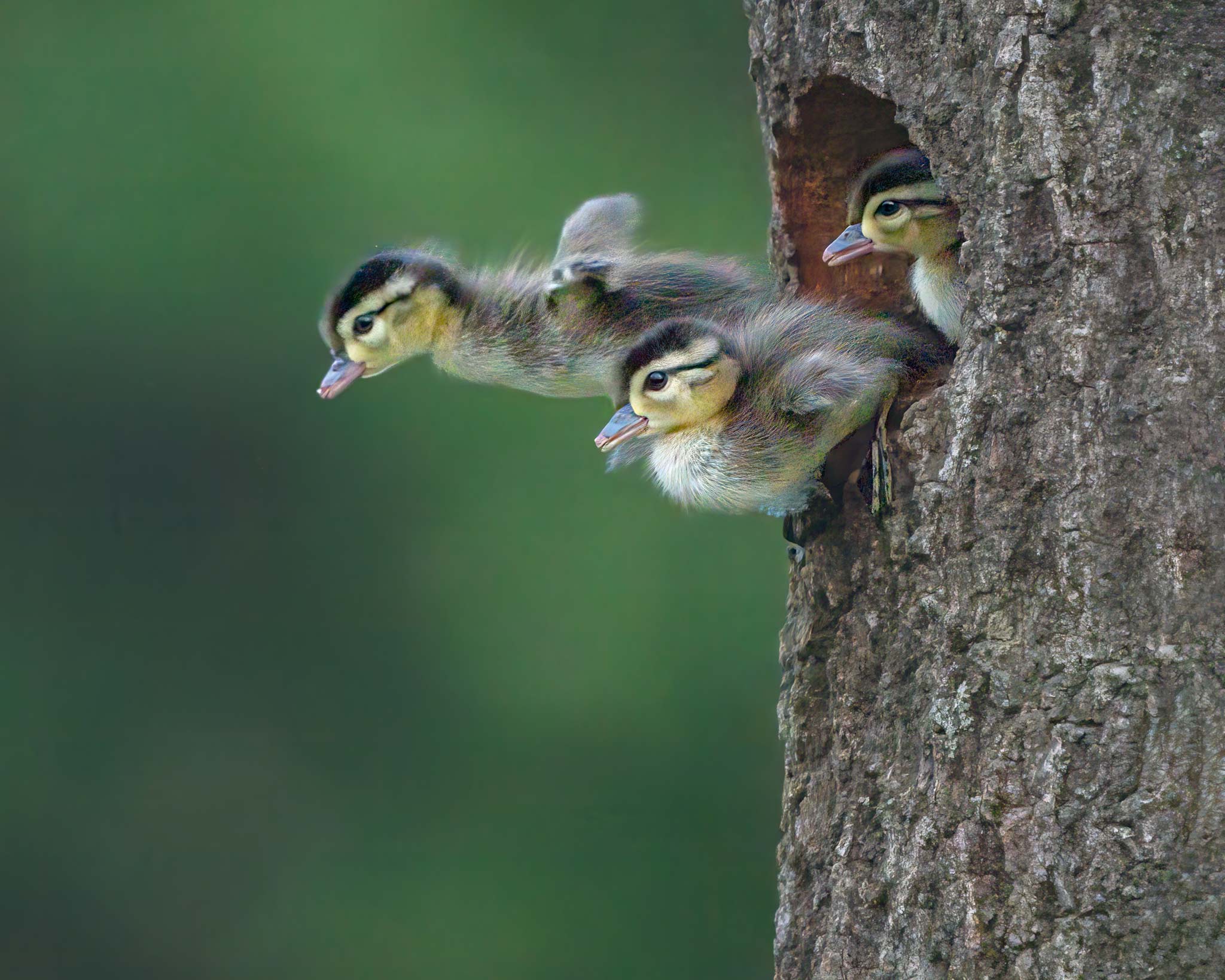 Baby wood ducklings leaping from their tree cavity nest
